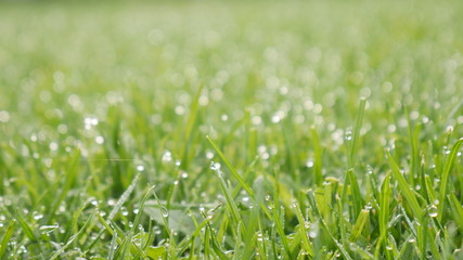 Dew on green grass