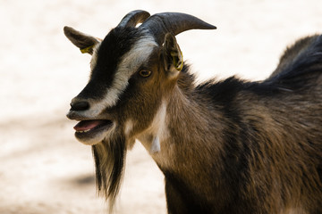 Meckernde Ziege, Ziege im Zoo, Tierpark, Streichelzoo