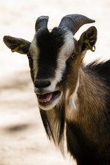 Meckernde Ziege, Ziege im Zoo, Tierpark, Ziege im Streichelzoo, Ziege steckt die Zunge heraus