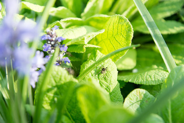 Spinne auf Blatt im Garten mit Blumen