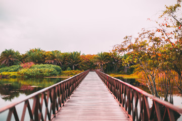 A colorful wooden bridge stretching into the vanishing point with muskeg pond on the sides and the rainforest in the distance, overcast summer day, Praia do Forte, state Bahia, Brasil