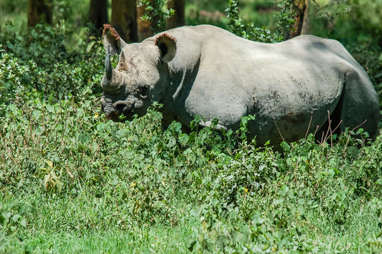 Black Rhinoceros