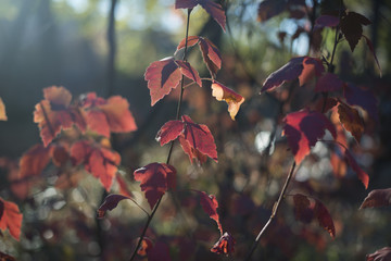 Red leaves in a garden in the fall