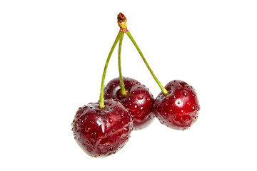 juicy red cherry with drops of water on berries. Isolated