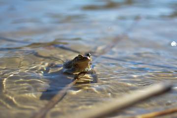 Żaba w wodzie