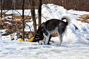 Dog breed Siberian Husky digs up prey from snow on the frozen snow-covered pond