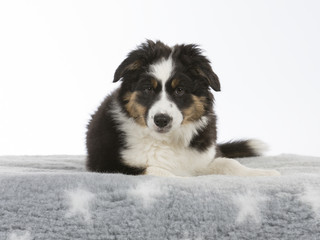 Australian shepherd dog puppy in a studio with white background. 11 weeks old puppy isolated on white.