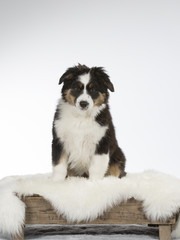 Australian shepherd dog puppy in a studio with white background. 11 weeks old puppy isolated on white.
