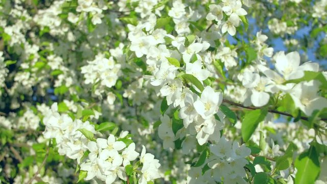 4k uhd- blooming Apple trees in garden. Smooth camera movement.