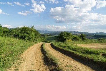 Magic trees and paths in the forest and on meadow. Slovakia