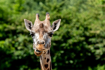 head of a giraffe.  cute face