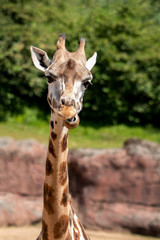 giraffe pulls a crazy face