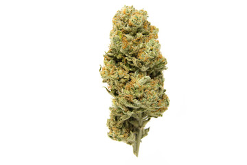 Lemon Tree 214