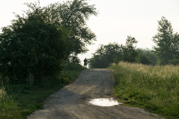 Magic trees and paths in the forest and on meadow. Slovakia