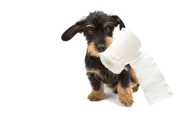 Dachshund puppy playing with a roll of toilet paper