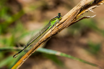 female dragonfly azure damselfly, green Coenagrion puella
