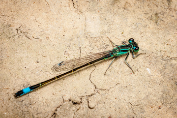 male dragonfly azure damselfly, blue Coenagrion puella