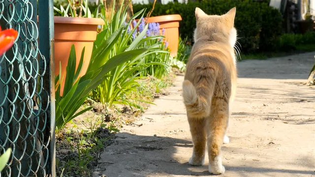 The cat walks along the path. Slow motion