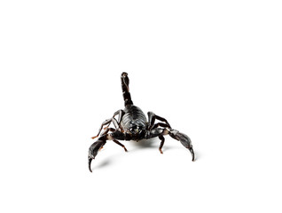Scorpion isolated on white.