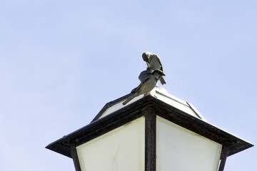House sparrow (Passer domesticus) on lamp post - Varadero, Cuba