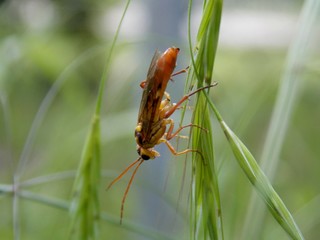 beetle in the grass