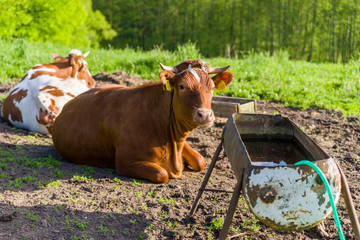 Polska krowa na polu przy wodopoju - obrazy, fototapety, plakaty