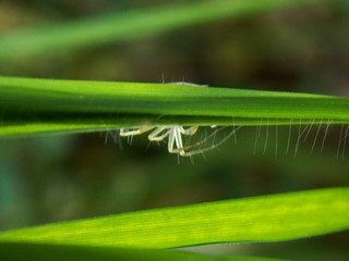 spider in the grass