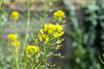 Photo of yellow wildflowers.