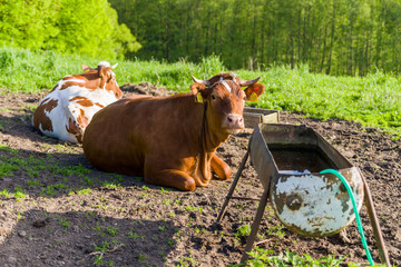 Polska krowa na polu przy wodopoju