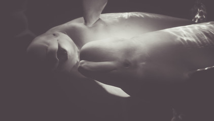 Beluga Whales smiles