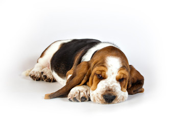 Basset hound puppy lying on a white background