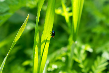 A small beetle.