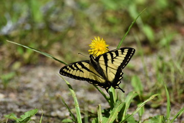 Yellow butterfly on dandelion