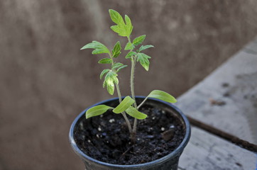 New fresh tomato seedlings  ready to plant  in flowerpot, Sofia, Bulgaria   