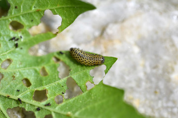 Pyrrhalta viburni larva causing damage of Viburnum opulus leaves