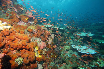 Naklejka na ściany i meble Colorful reef fish blue ocean and bright coral underwater