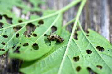 Pyrrhalta viburni larva causing damage of viburnum leaves