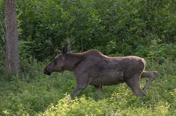 Moose calf in the woods