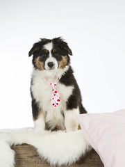Australian shepherd dog puppy with a pink bow and pillow. Funny dog picture, isolated on white.