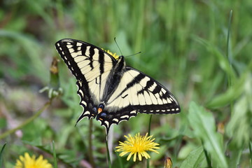 beautiful  yellow butterfly with blue and orange
