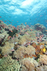 Colorful reef fish blue ocean and bright coral underwater