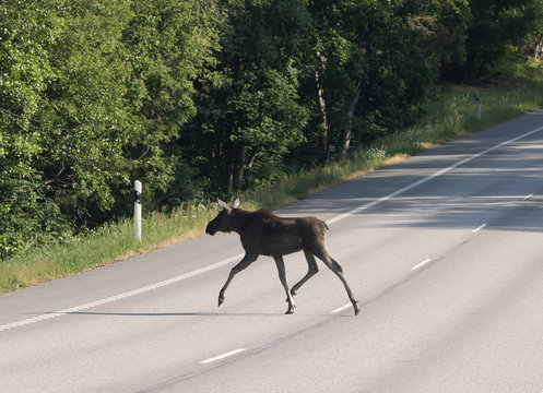 Moose Crossing A Road