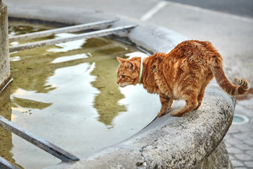 red cat drinking water from an old stone fountain