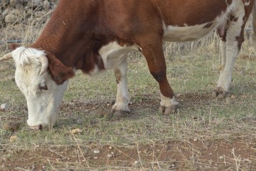 Fototapeta na wymiar cow eating