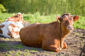 leżąca krowa na łące © Szymon Gryko