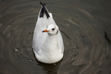 Seagull in the water