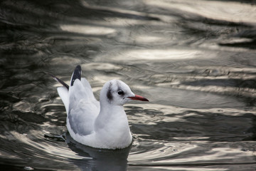 Seagull in the water