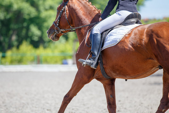 Girl riding horse on dressage competition. Rear view with copy space. Equestrian sport background