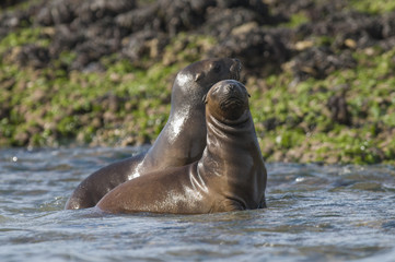 Sea Lion pup , Patagonia Argentina
