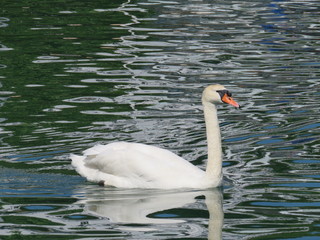 torquay marina devon uk - swan